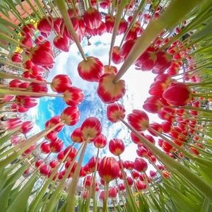 Meet your Posher, Chaya